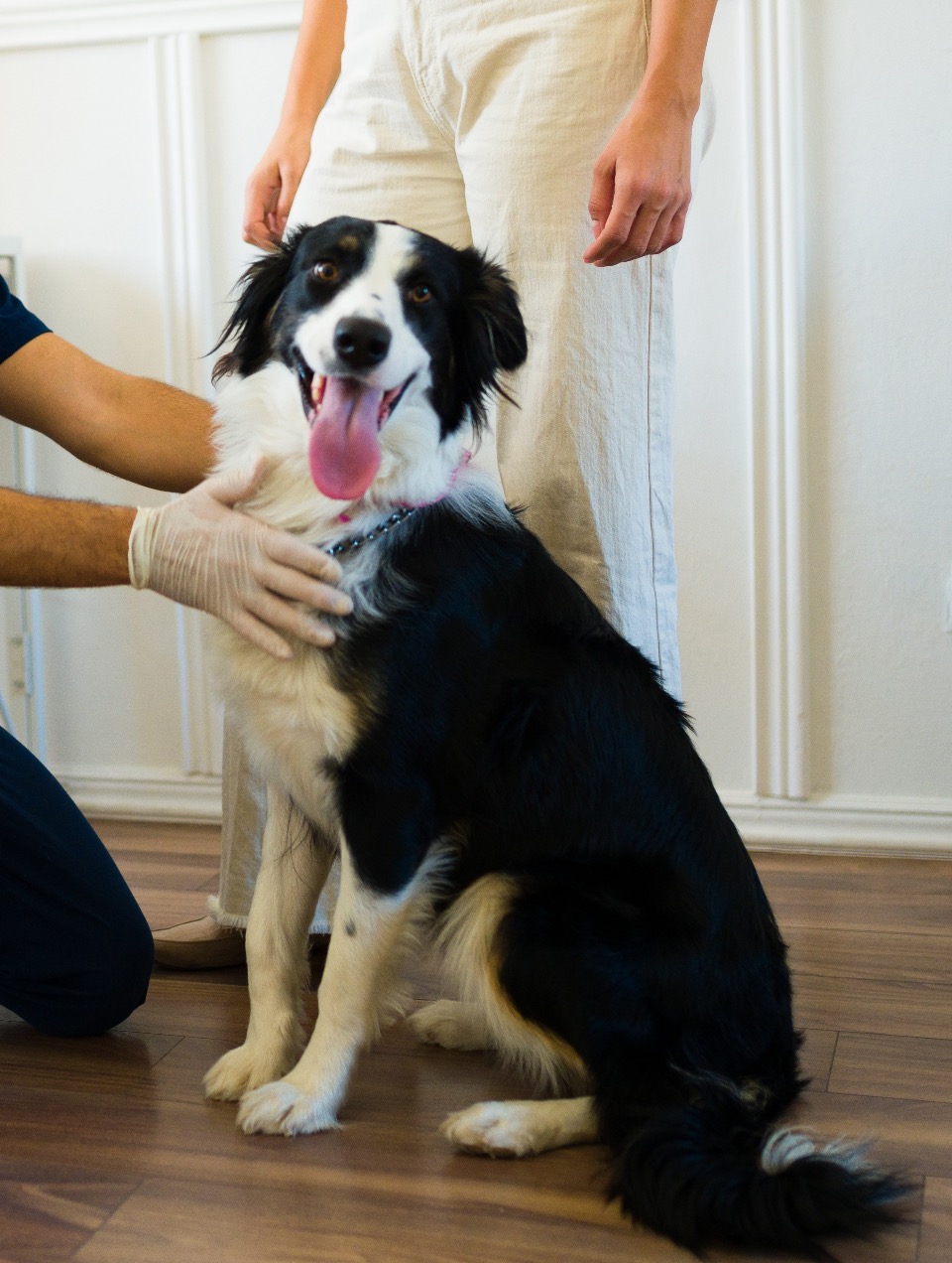 Quand demander un avis vétérinaire ?